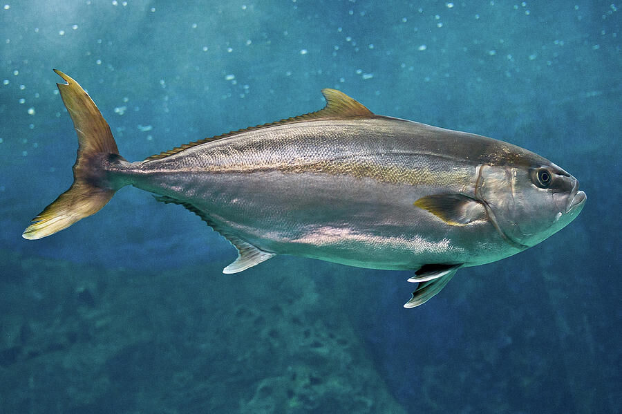 Great Amberjack